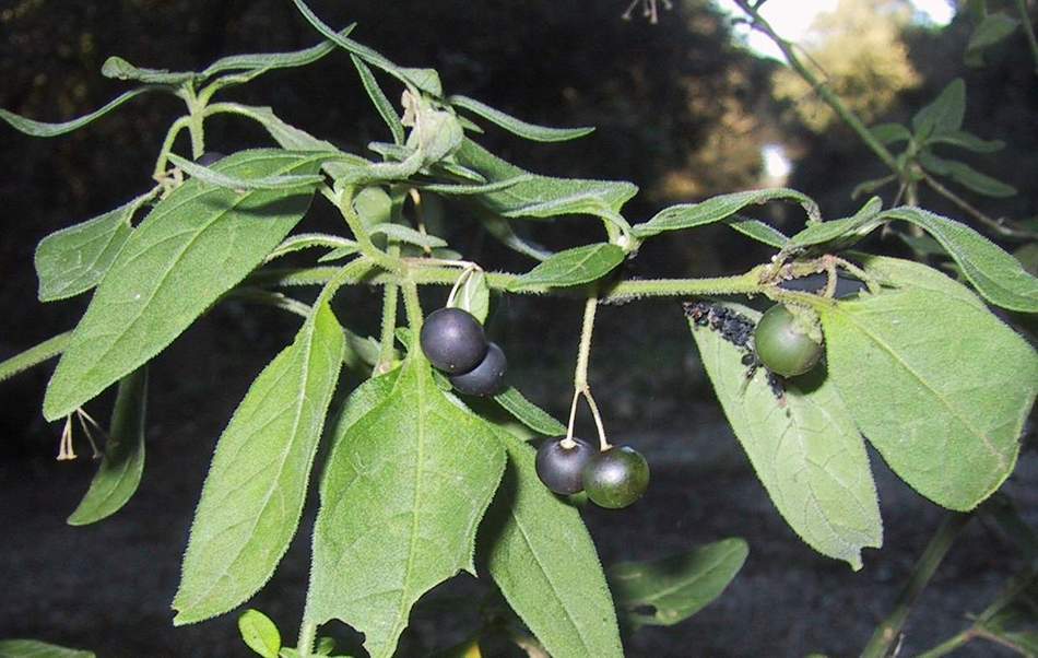 Solanum nigrum / Morella comune, Erba morella